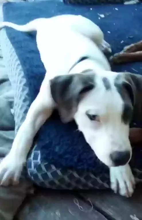 Lost dog in Wills Point, TX, 75169