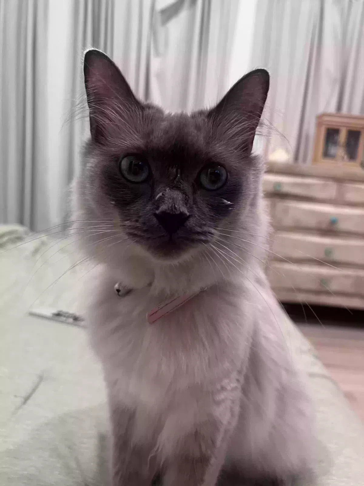 Lost cat in Princeton, TX, 75407