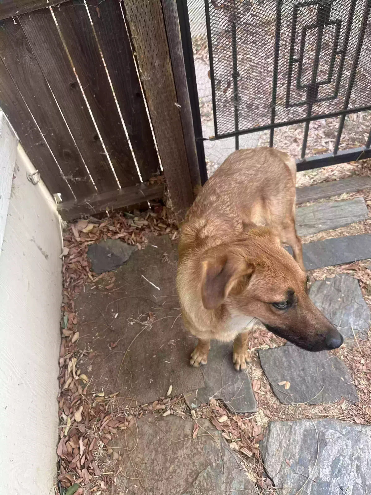 Found dog in Jamestown, CA, 95327