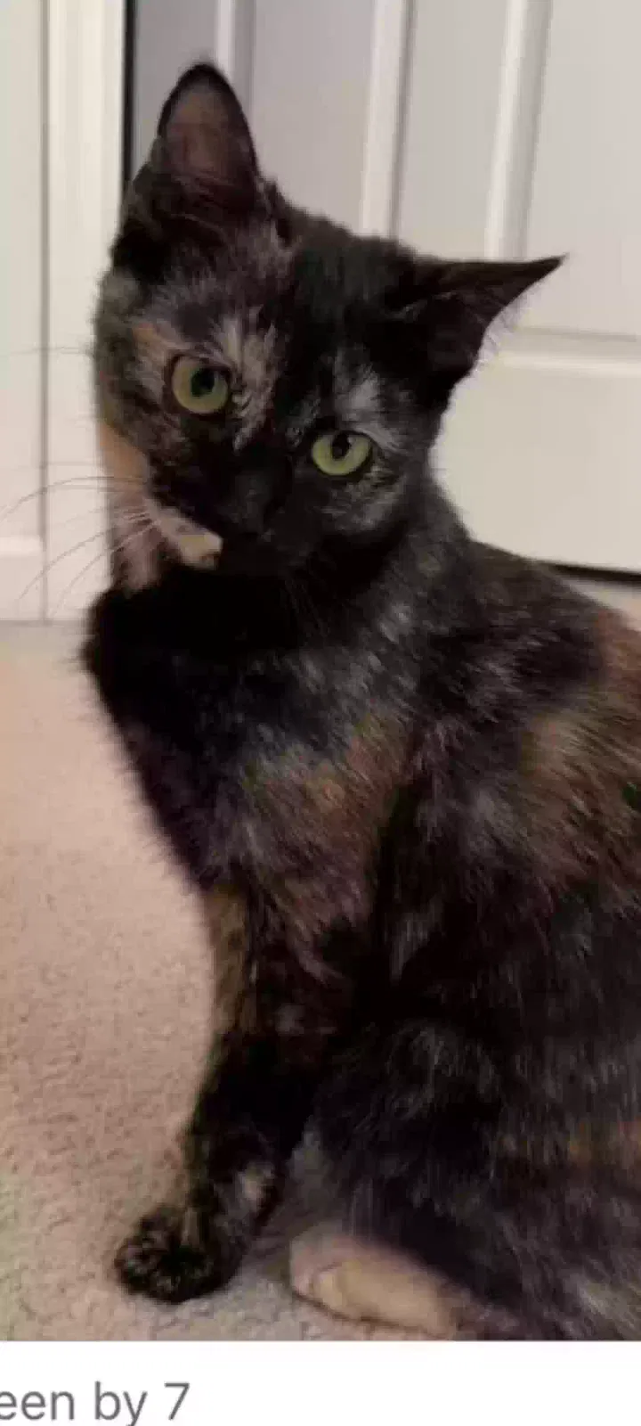 Lost cat in Fredericksburg, VA, 22407