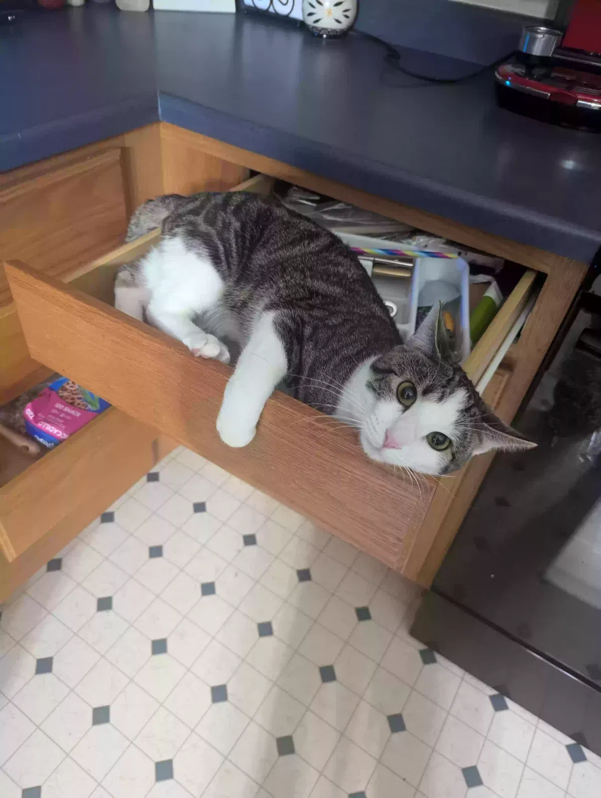 Lost cat in Denver, CO, 80229