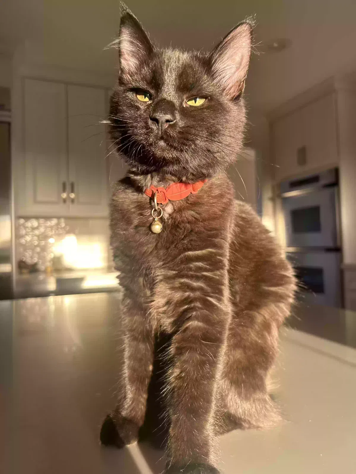 Lost cat in Cave Creek, AZ, 85331