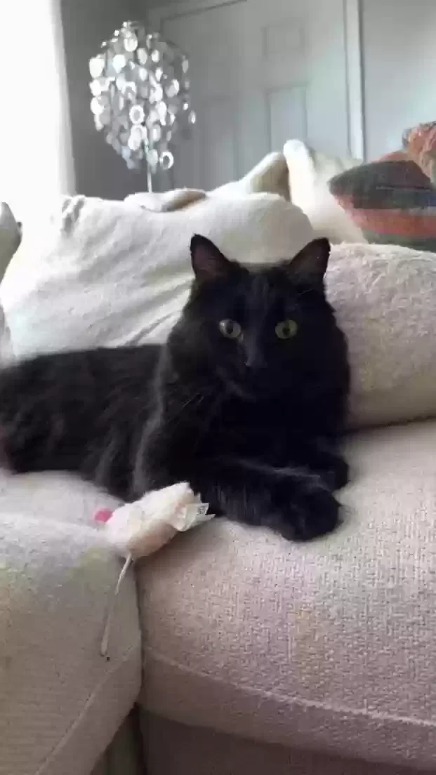 Lost cat in Clearwater, FL, 33765