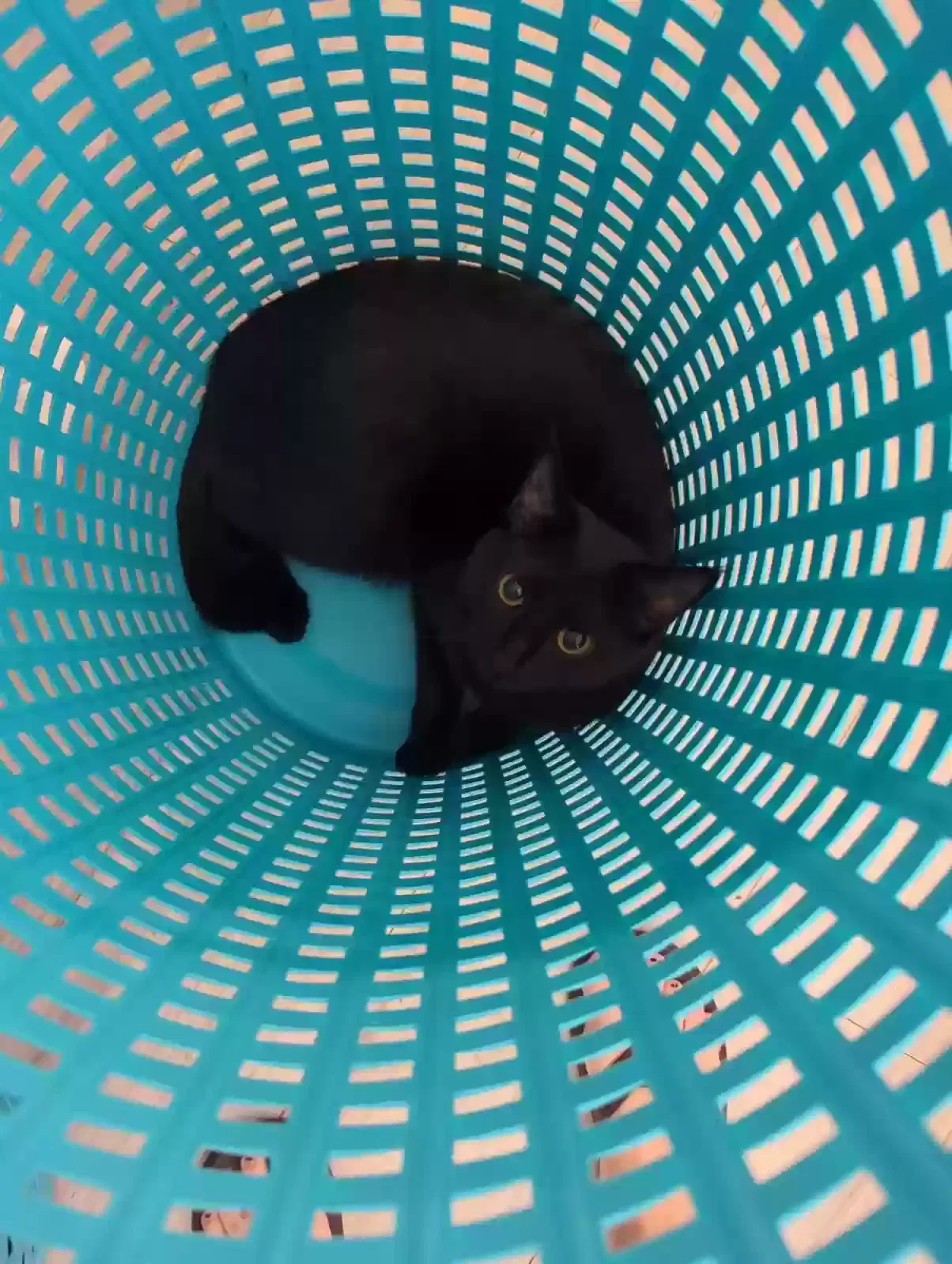 Lost cat in Woodstock, GA, 30188