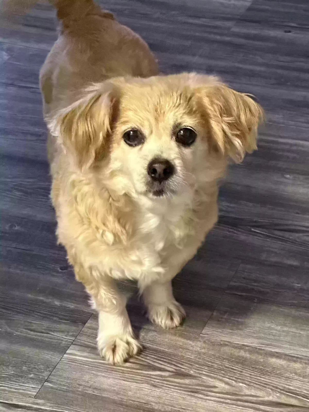 Lost dog in Katy, TX, 77449