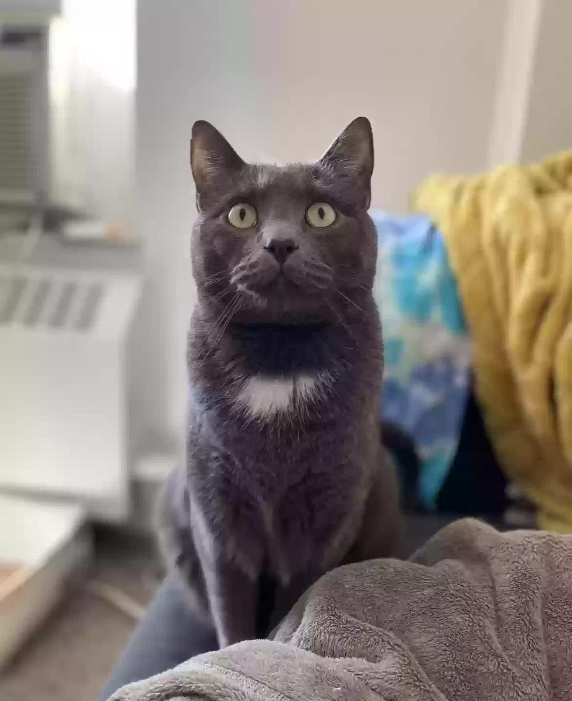 Lost cat in Colorado Springs, CO, 80904