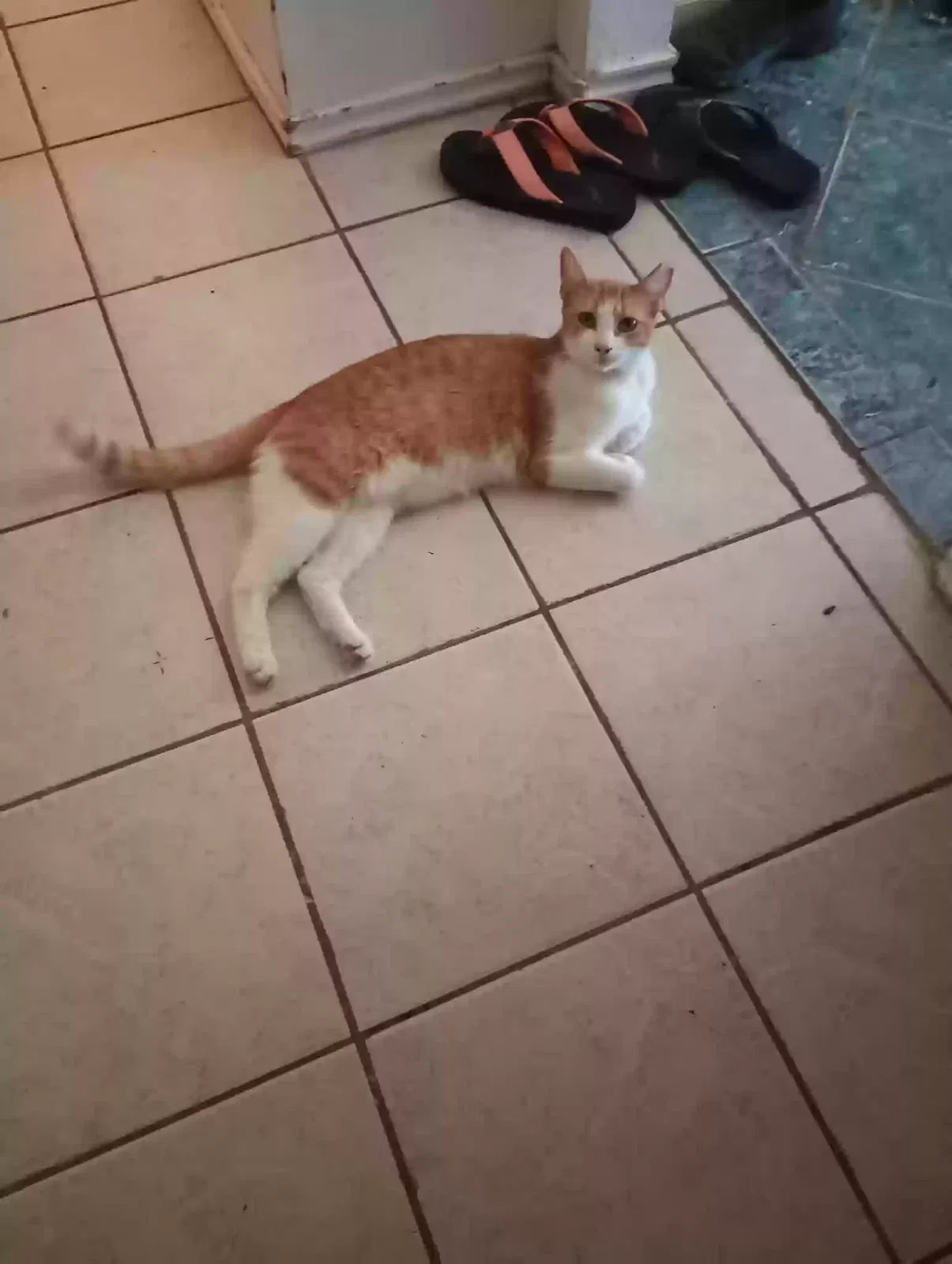 Lost cat in Corpus Christi, TX, 78411