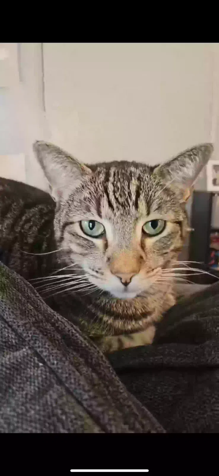 Lost cat in Oklahoma City, OK, 73107