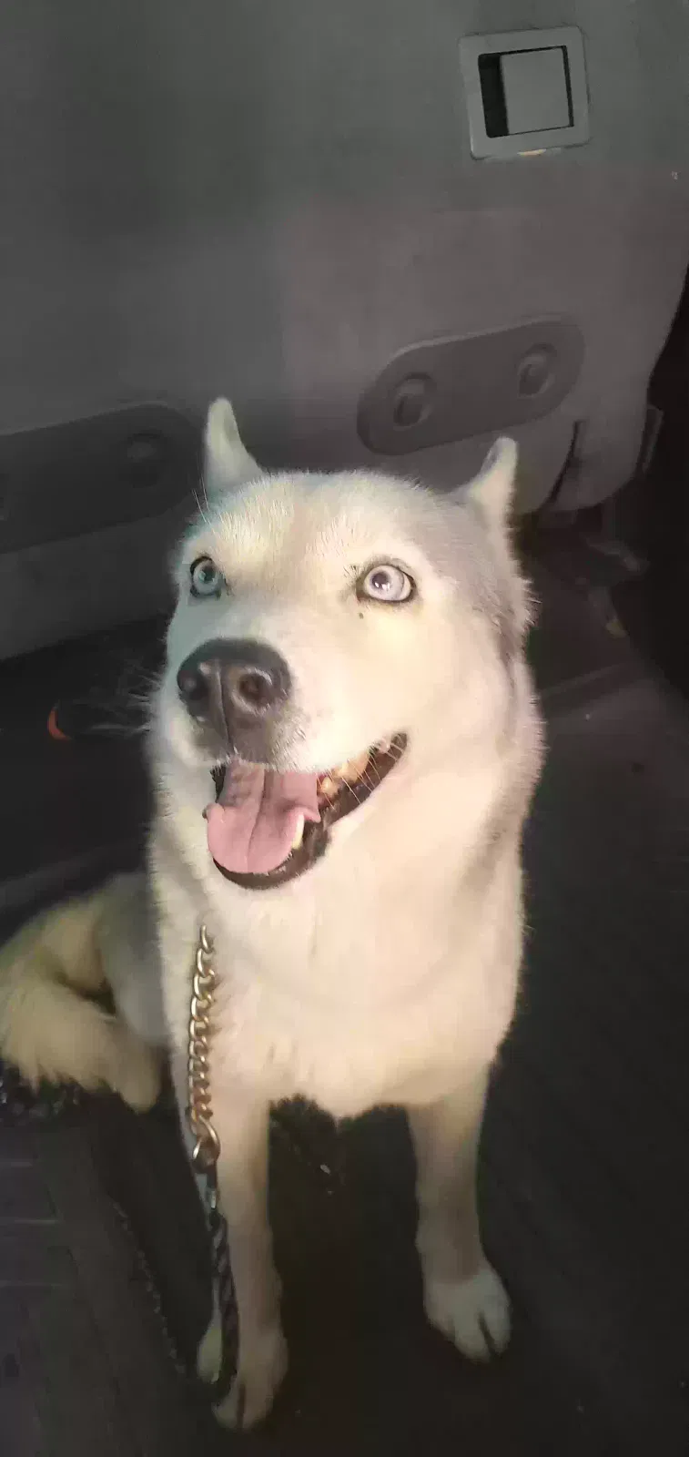 Found dog in Sanger, CA, 93657