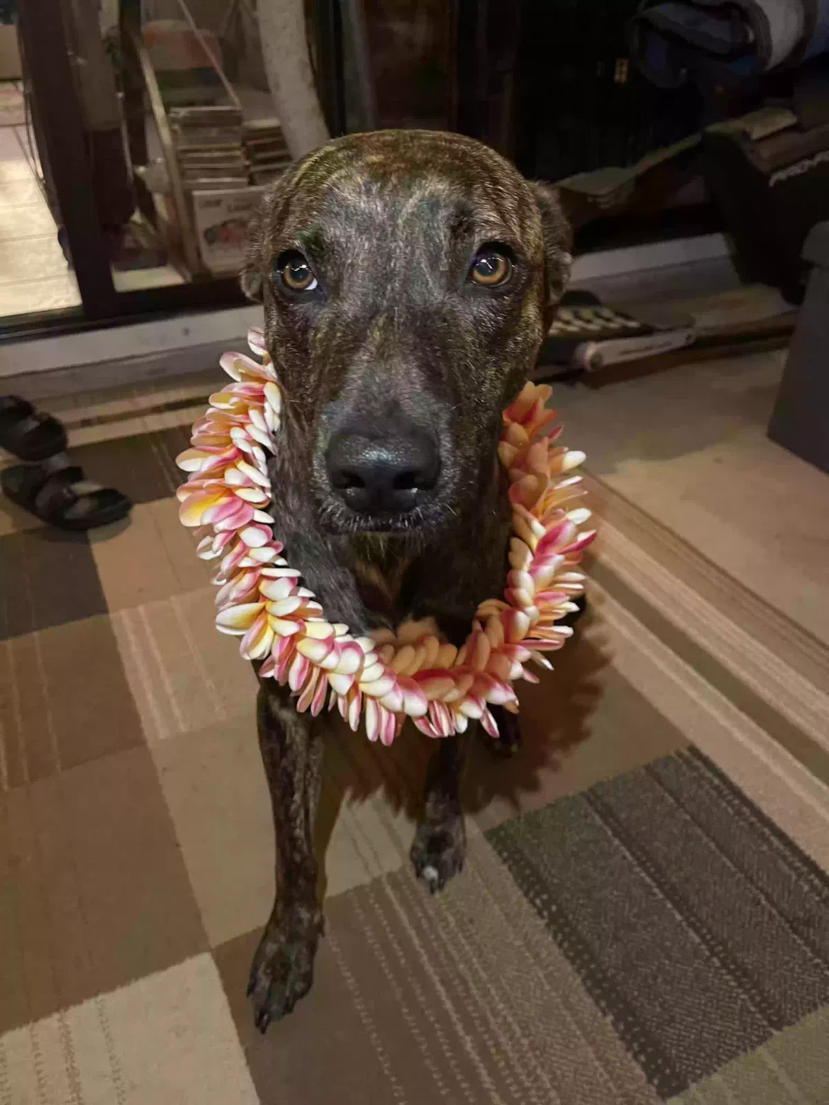 Lost dog in Honolulu, HI, 96815