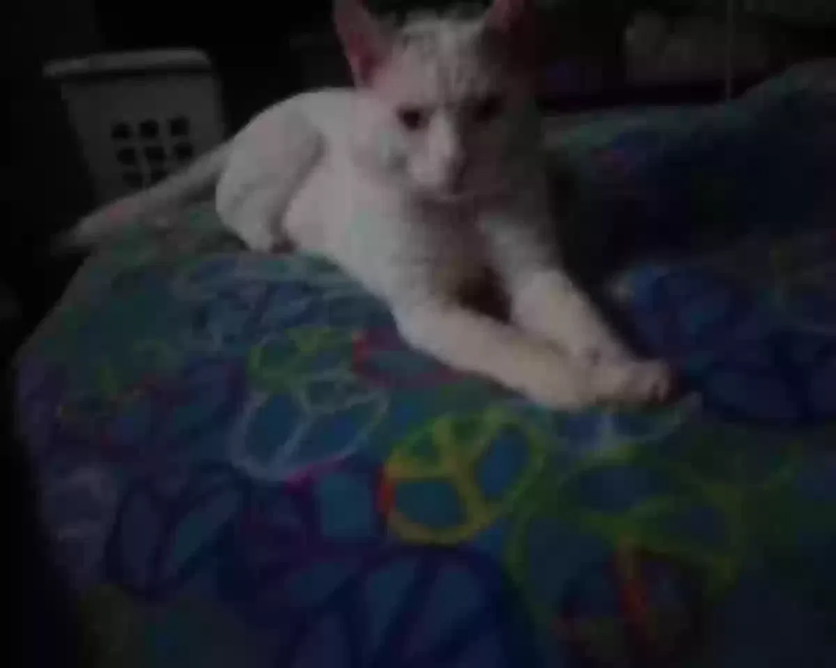 Lost cat in Mount Airy, NC, 27030
