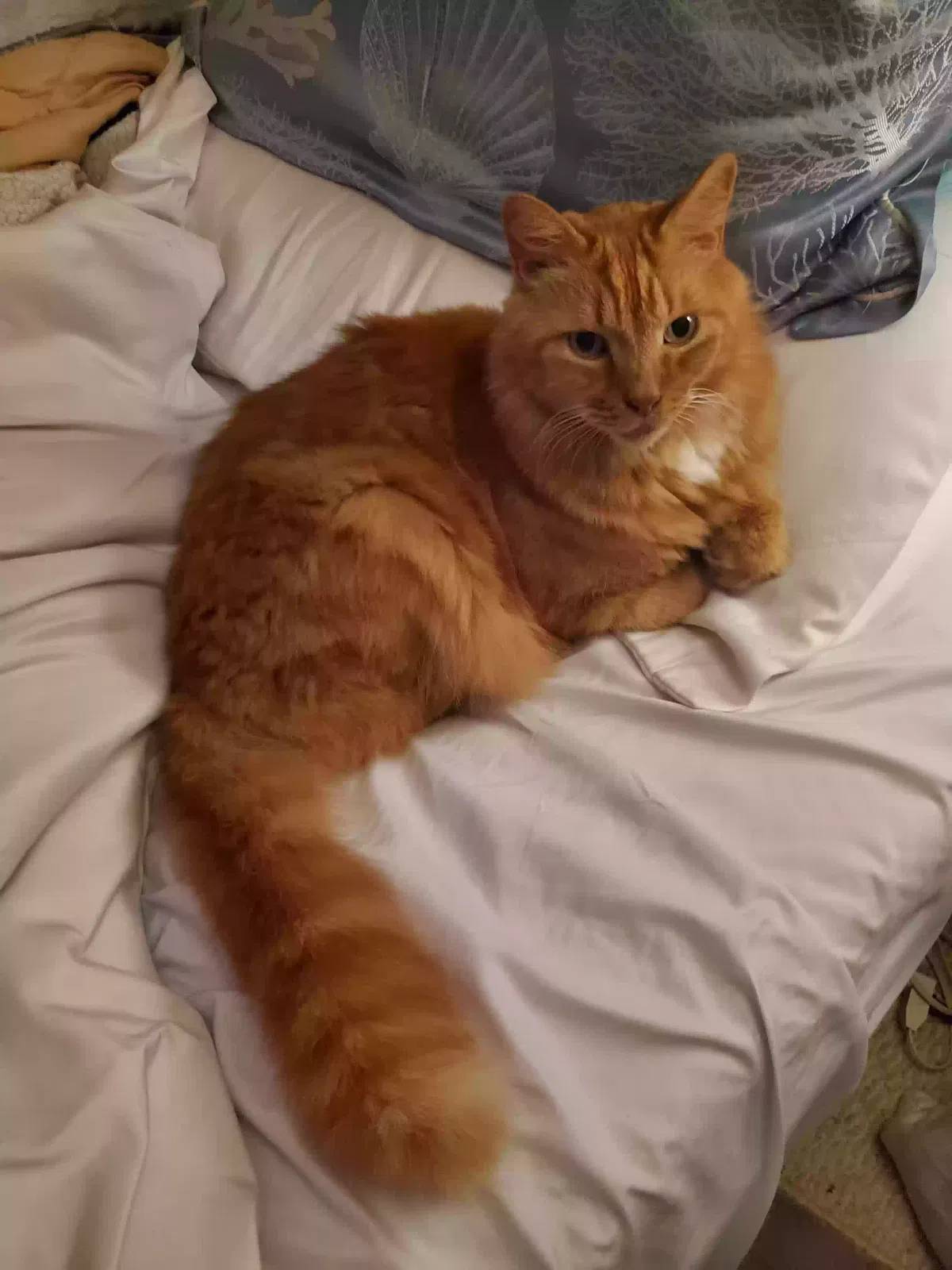 Lost cat in Saint Petersburg, FL, 33710