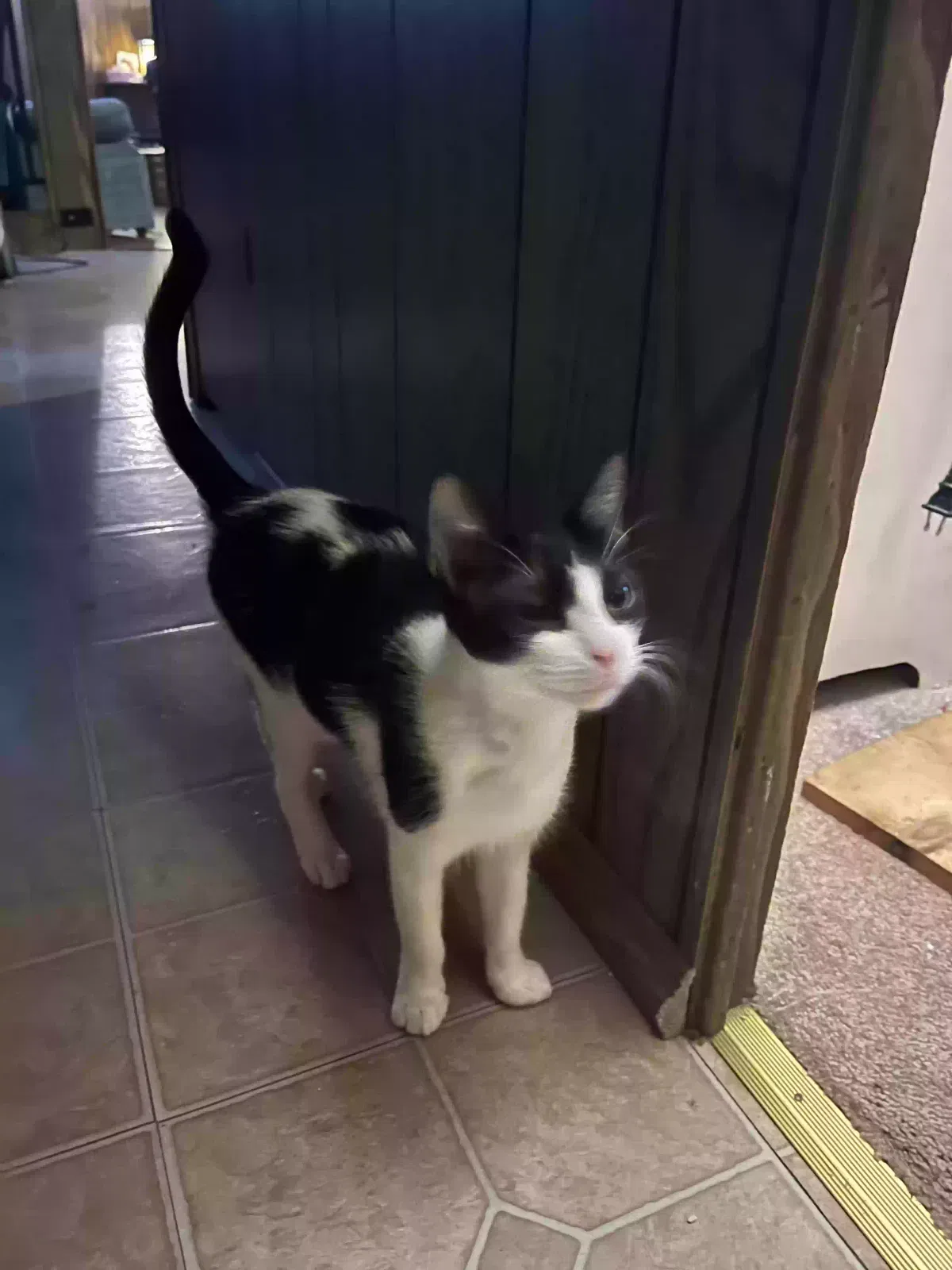 Found cat in Angier, NC, 27501