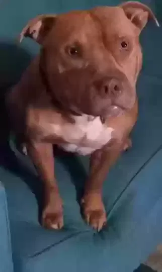 Lost dog in Long Beach, CA, 90805