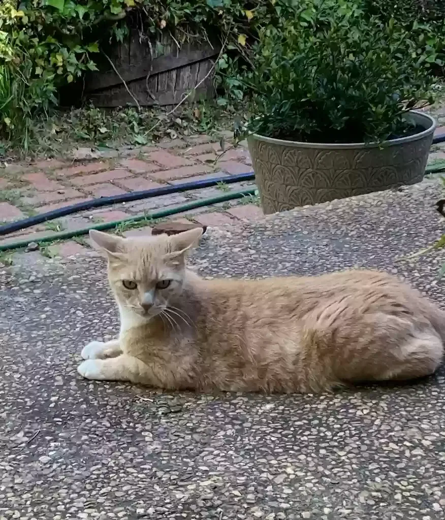 Lost cat in Fayetteville, GA, 30215