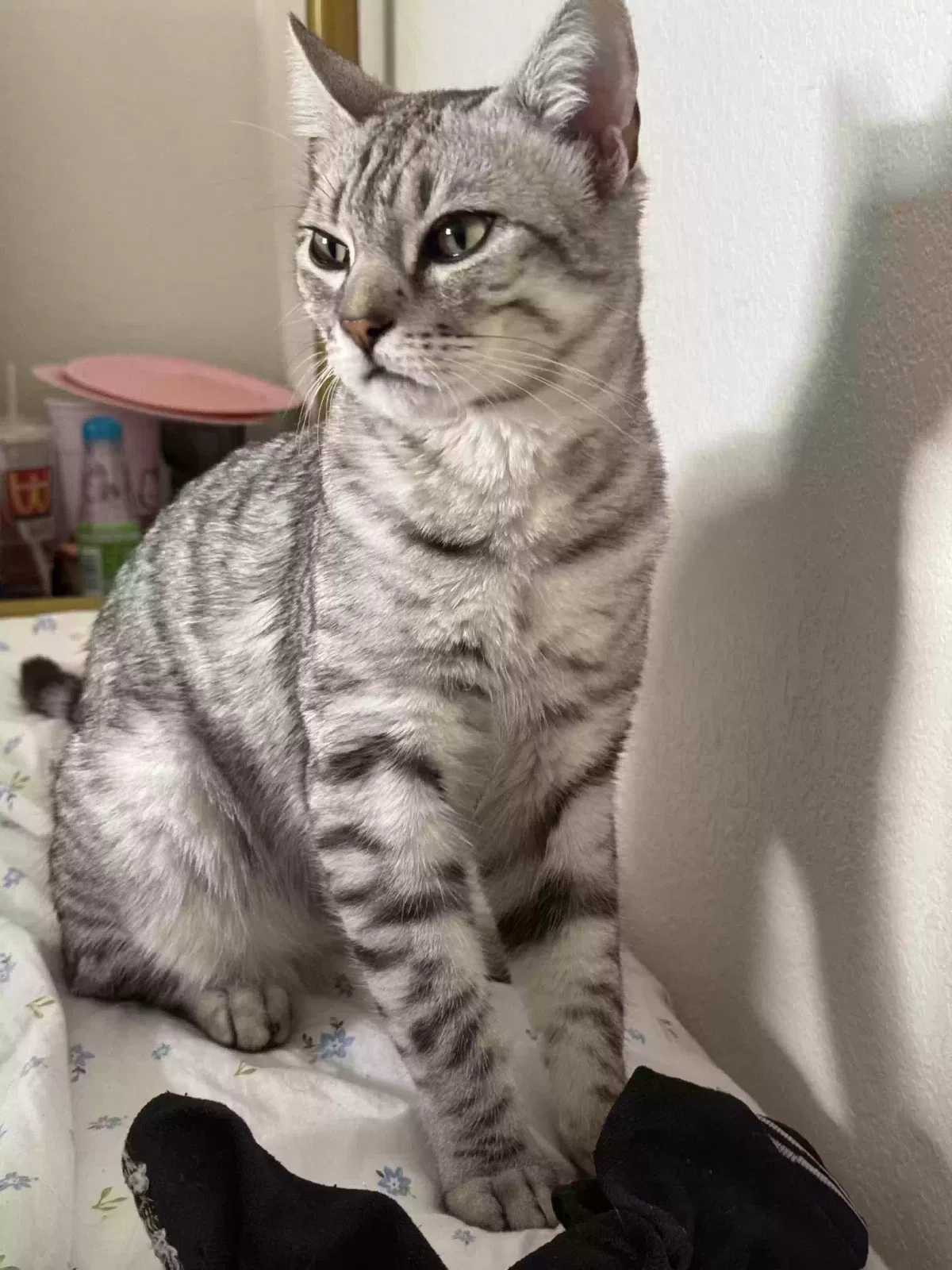 Lost cat in El Paso, TX, 79912