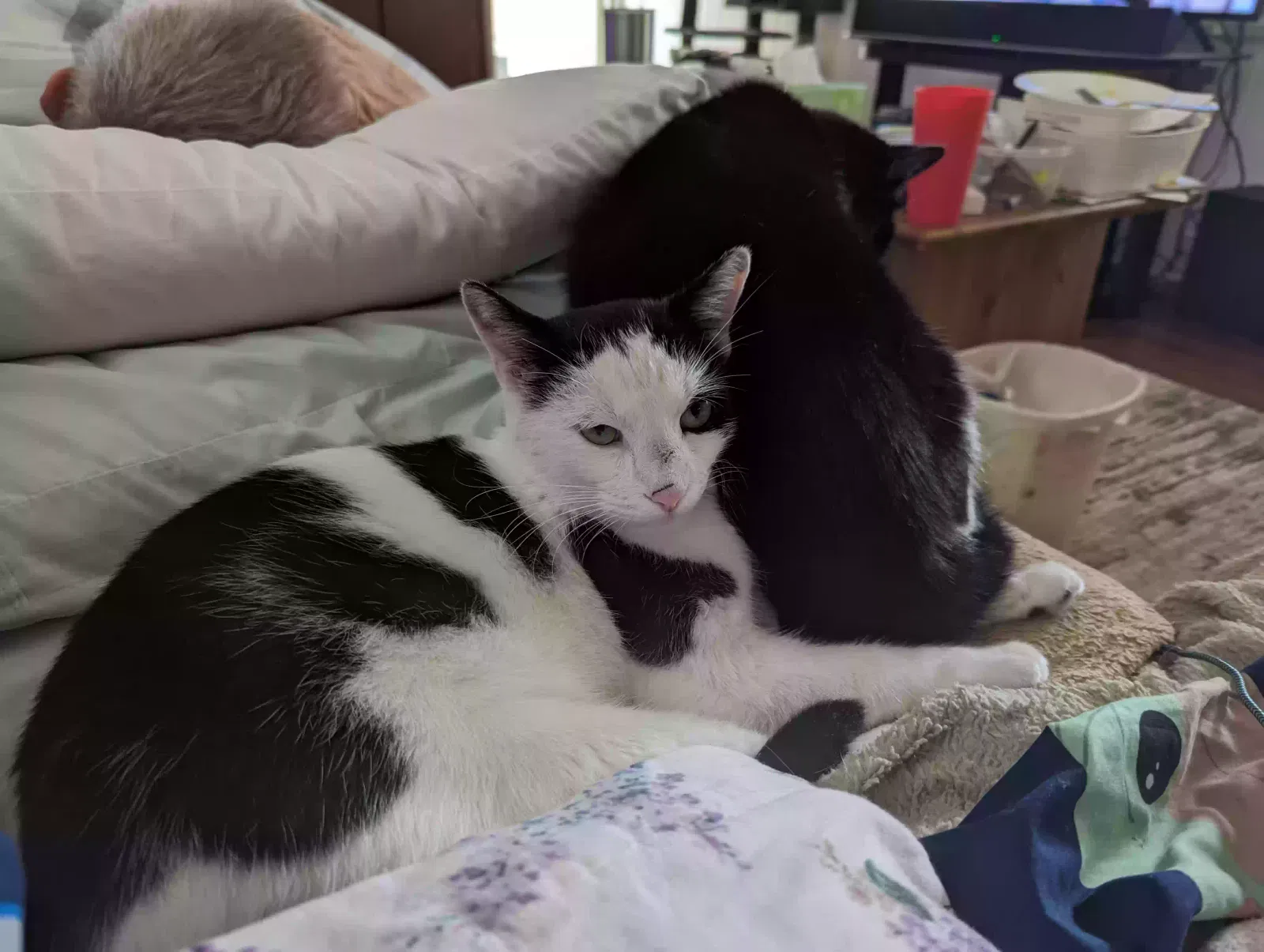 Lost cat in De Leon Springs, FL, 32130