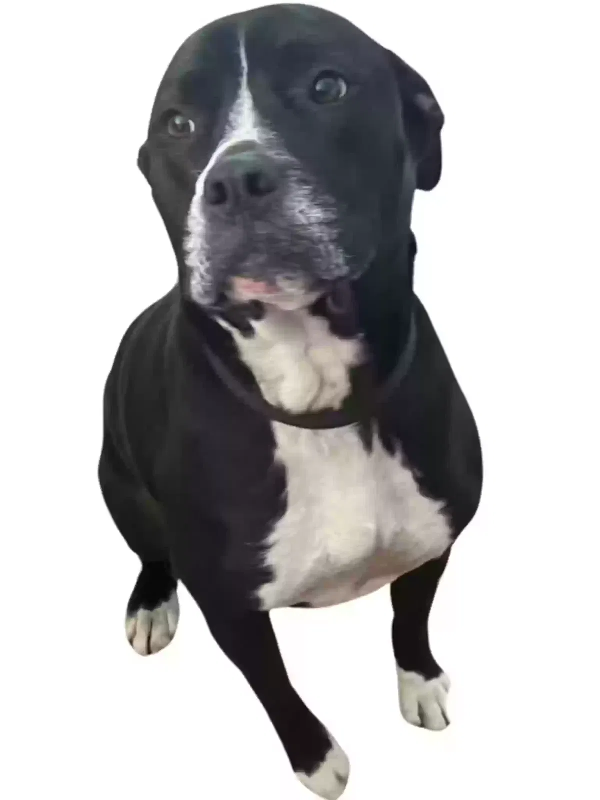 Lost dog in Walterboro, SC, 29488