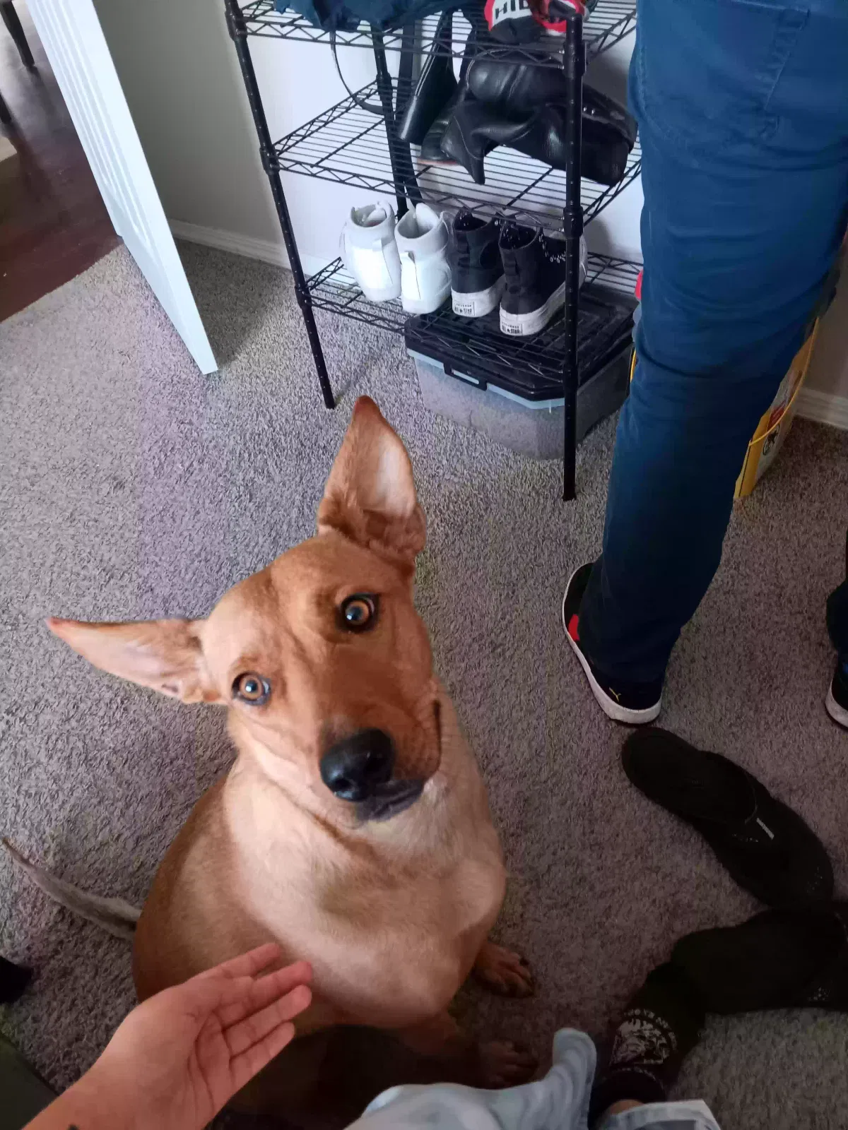Lost dog in Albuquerque, NM, 87121