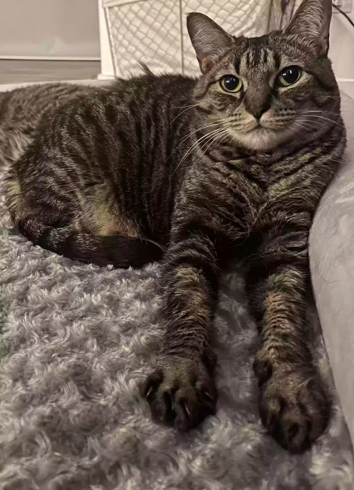 Lost cat in Elgin, IL, 60120