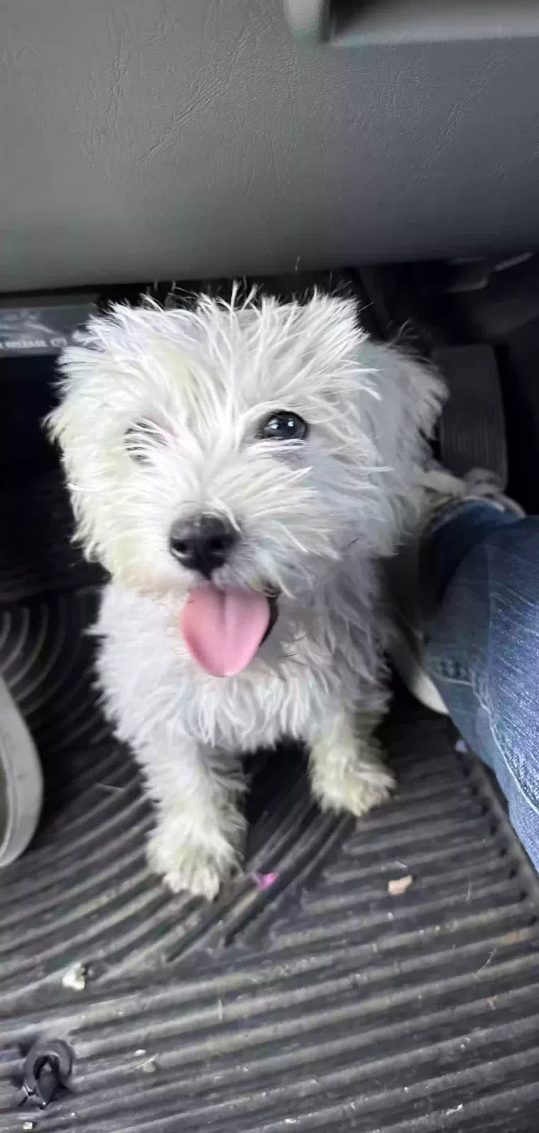 Lost dog in Columbia, TN, 38401
