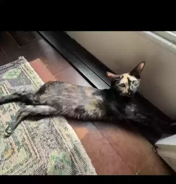 Lost cat in Brighton, CO, 80602