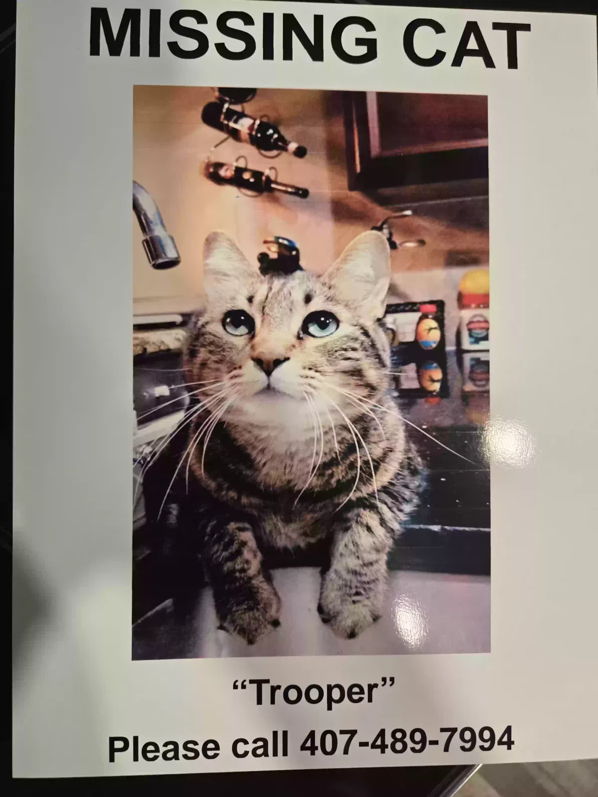 Lost cat in Titusville, FL, 32796