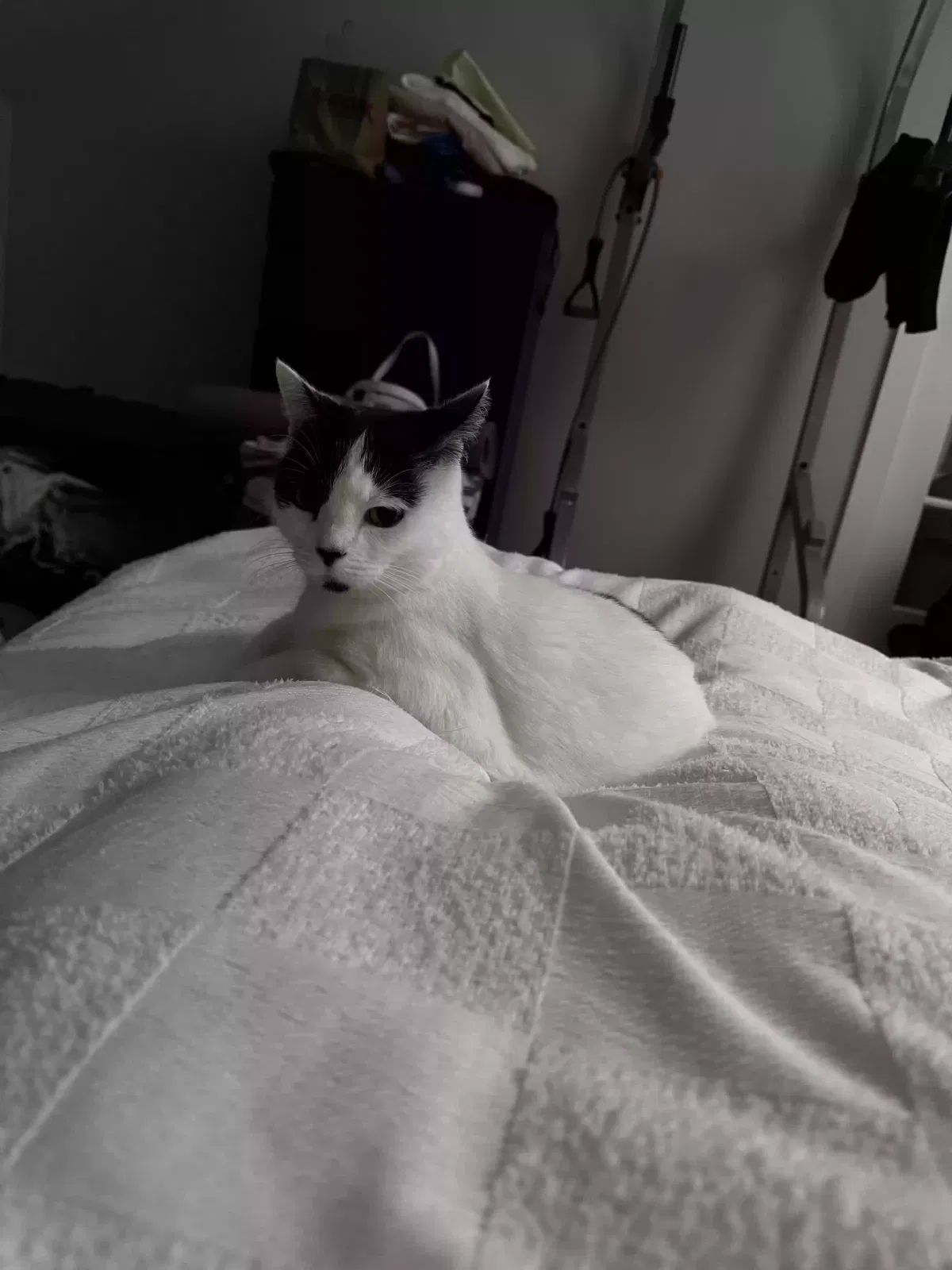 Lost cat in Boston, MA, 2118
