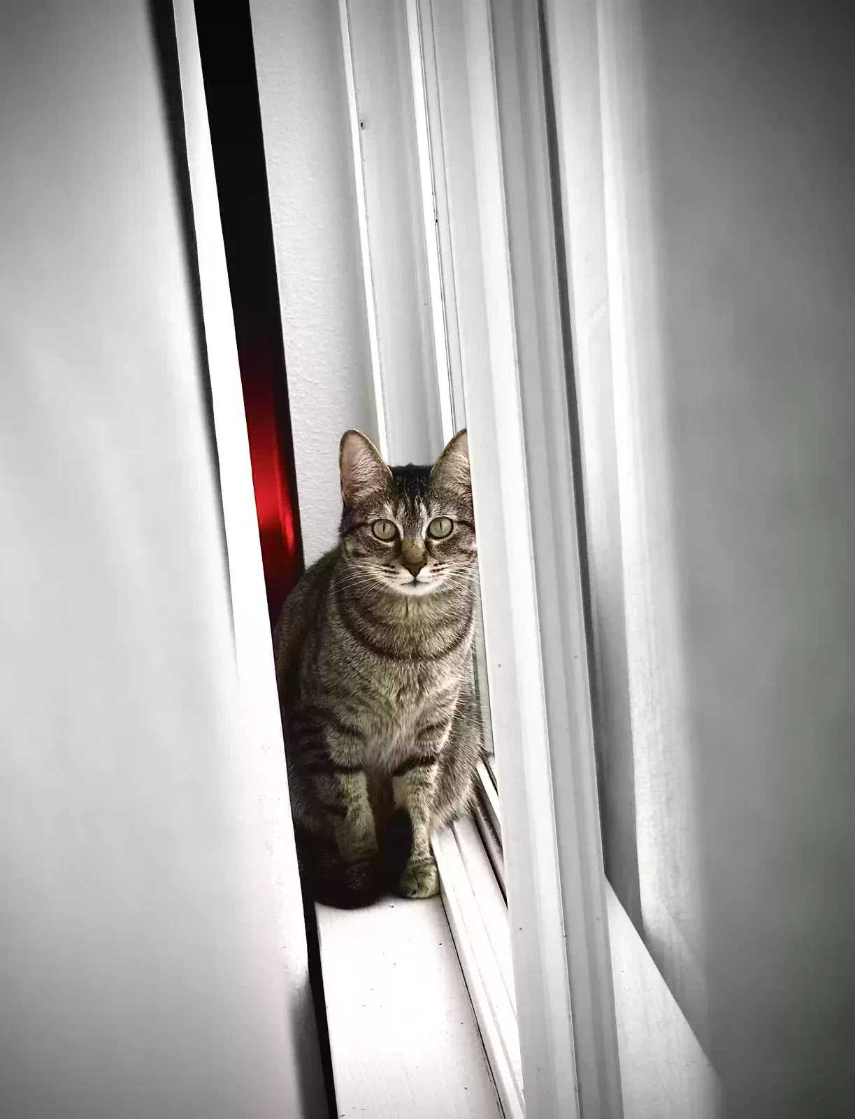 Lost cat in Bremerton, WA, 98310