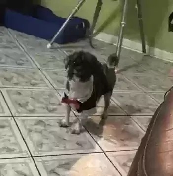 Lost dog in Houston, TX, 77084