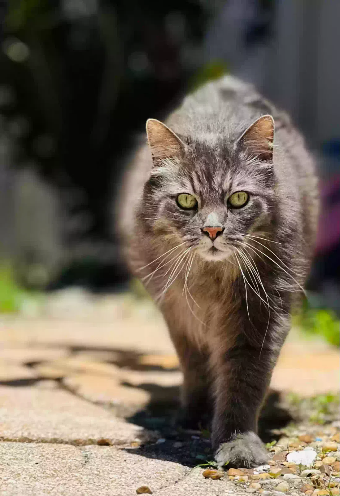 Lost cat in Venice, FL, 34293