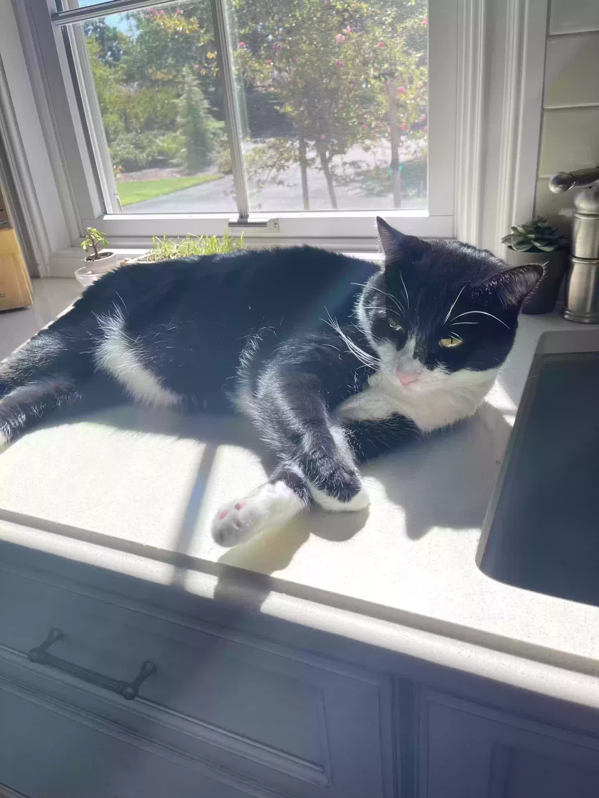 Lost cat in Sacramento, CA, 95864