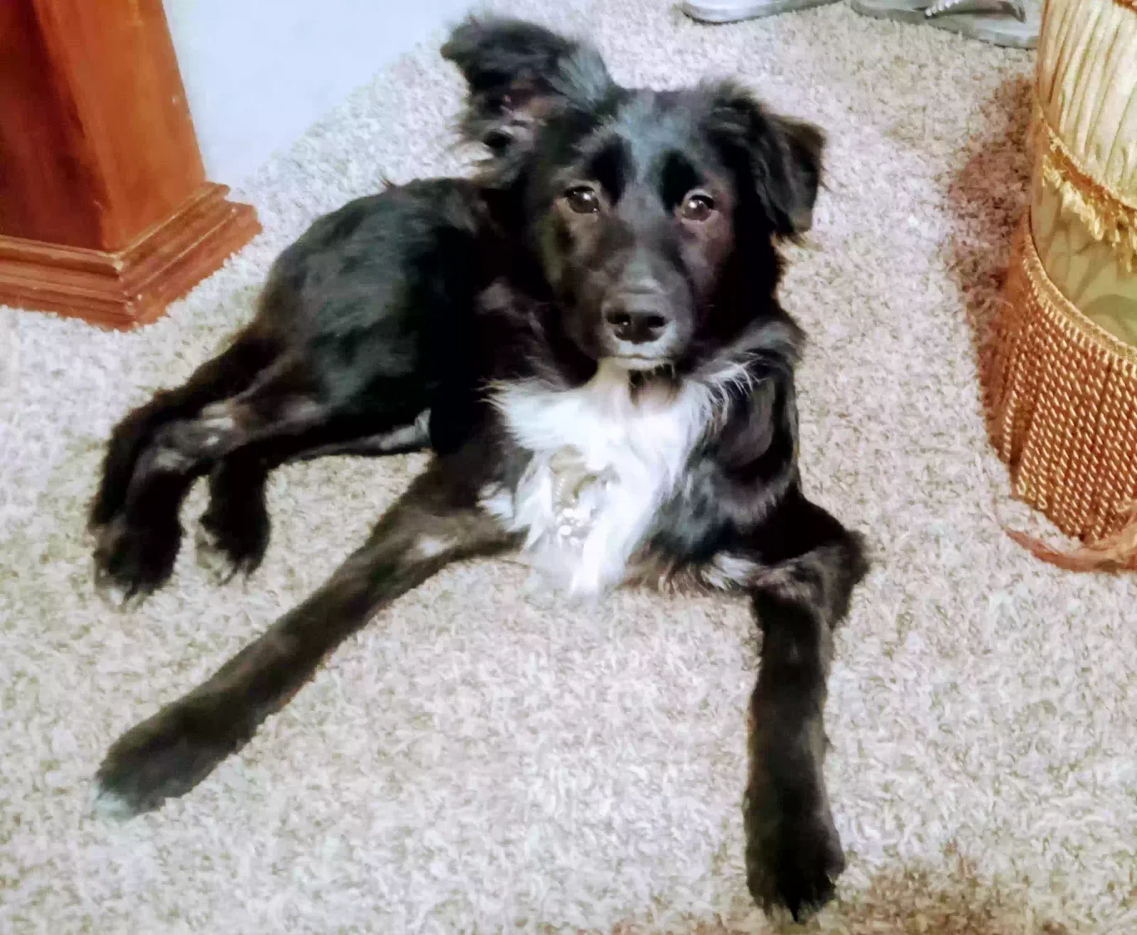 Lost dog in Corpus Christi, TX, 78411