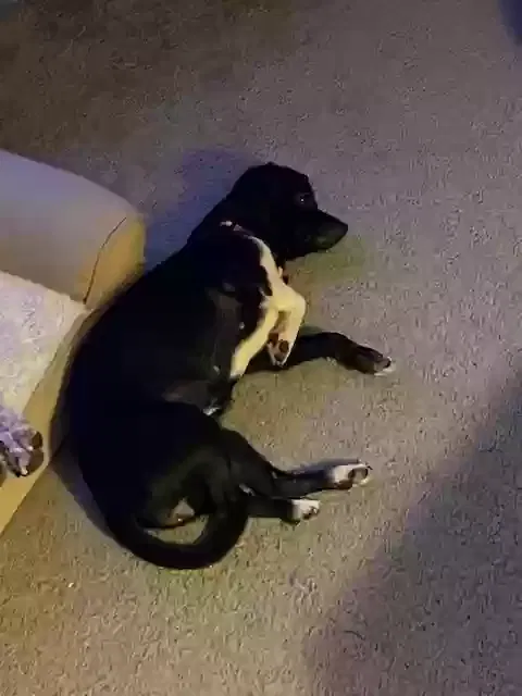 Lost dog in Kingsland, TX, 78639