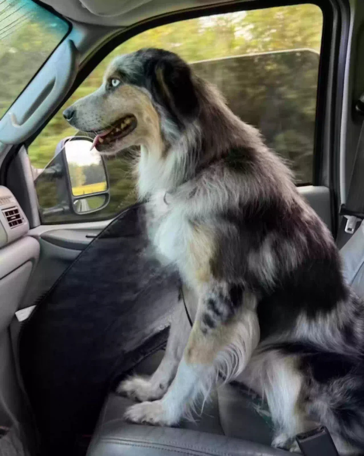 Lost dog in Neeses, SC, 29107