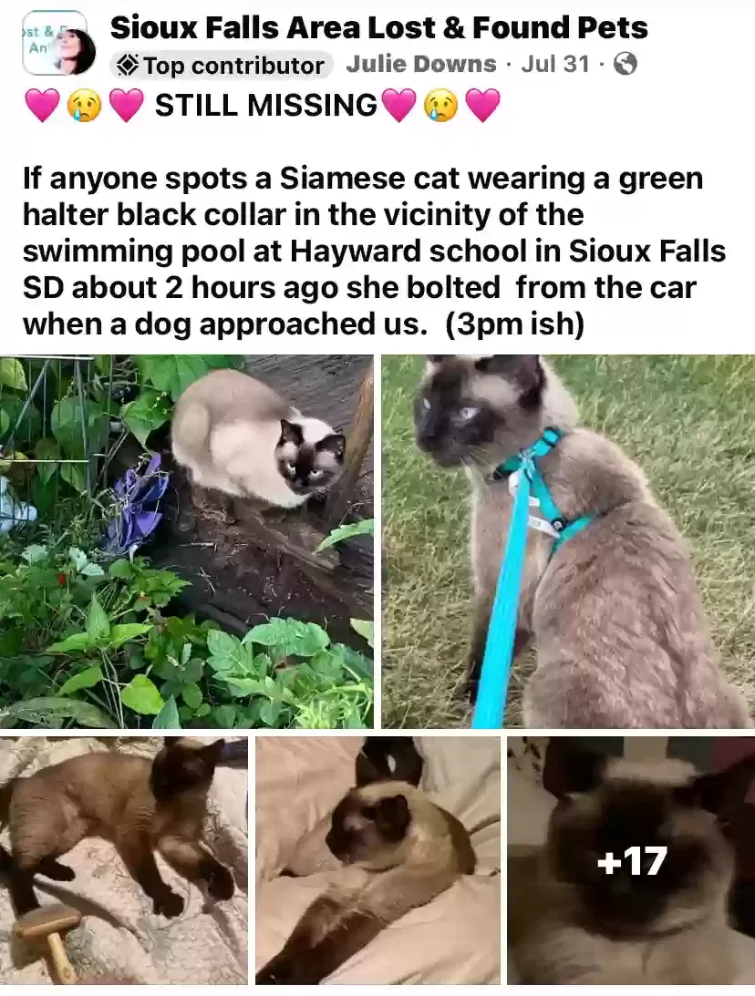 Lost cat in Sioux Falls, SD, 57106