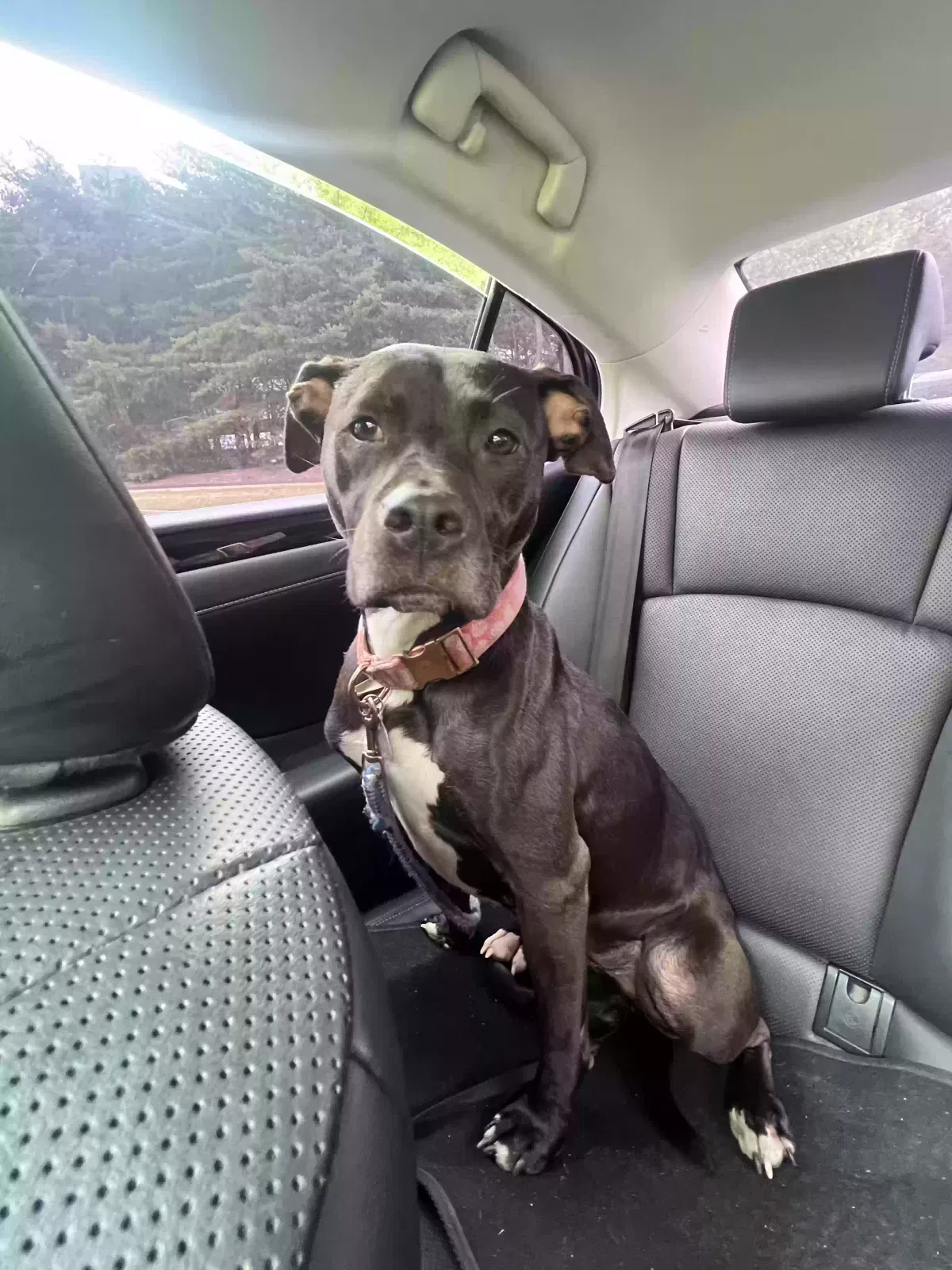 Lost dog in Atlanta, GA, 30315