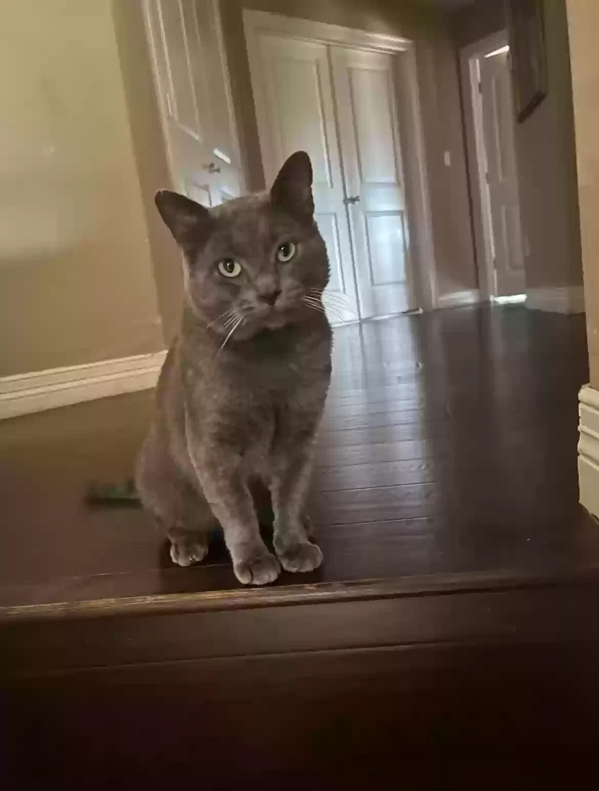 Lost cat in Georgetown, TX, 78633