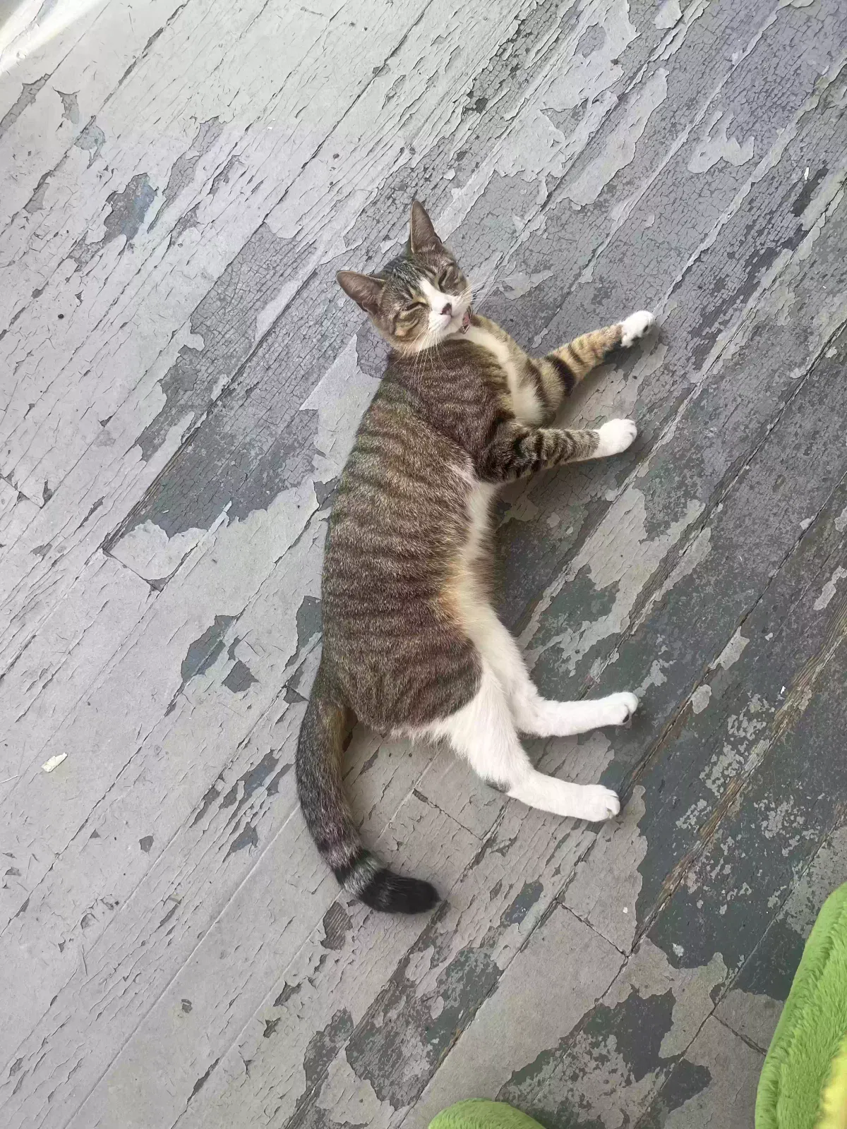 Lost cat in Springfield, MA, 1103
