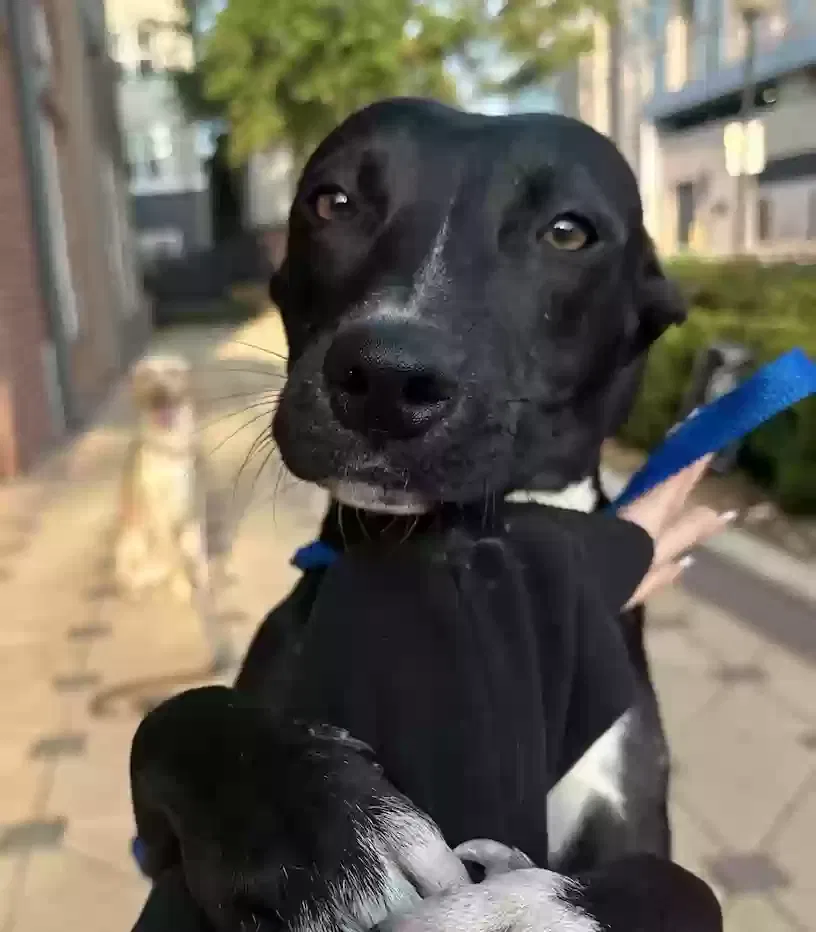 Found dog in Houston, TX, 77007
