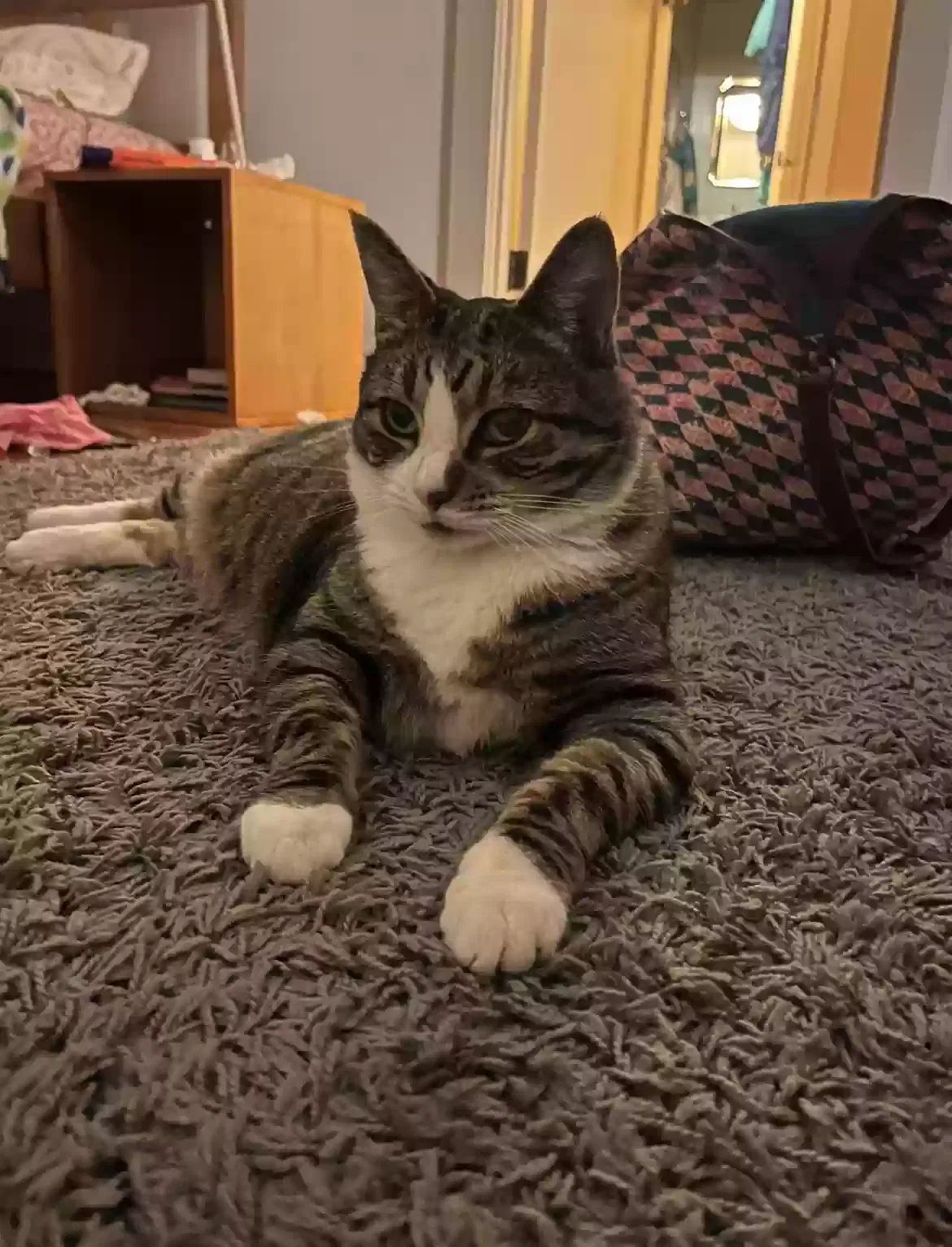 Lost cat in Portland, OR, 97218