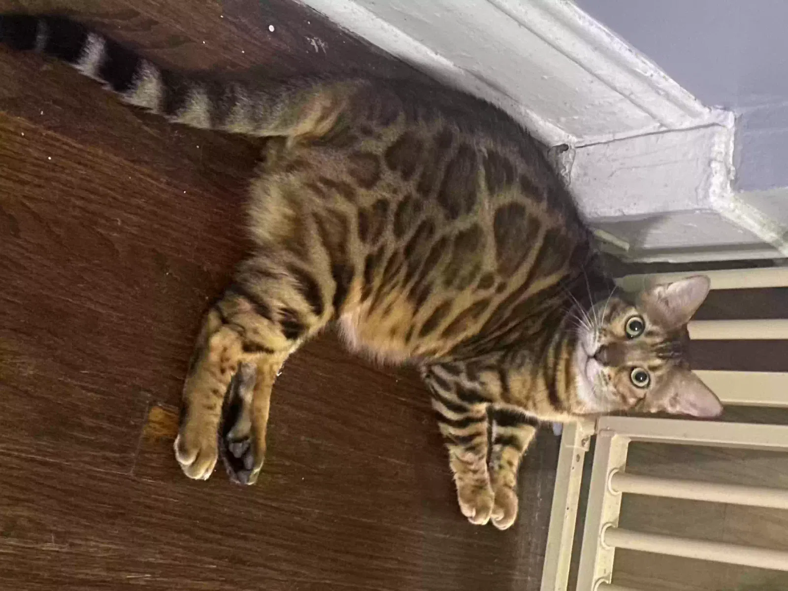 Lost cat in Cicero, IL, 60804