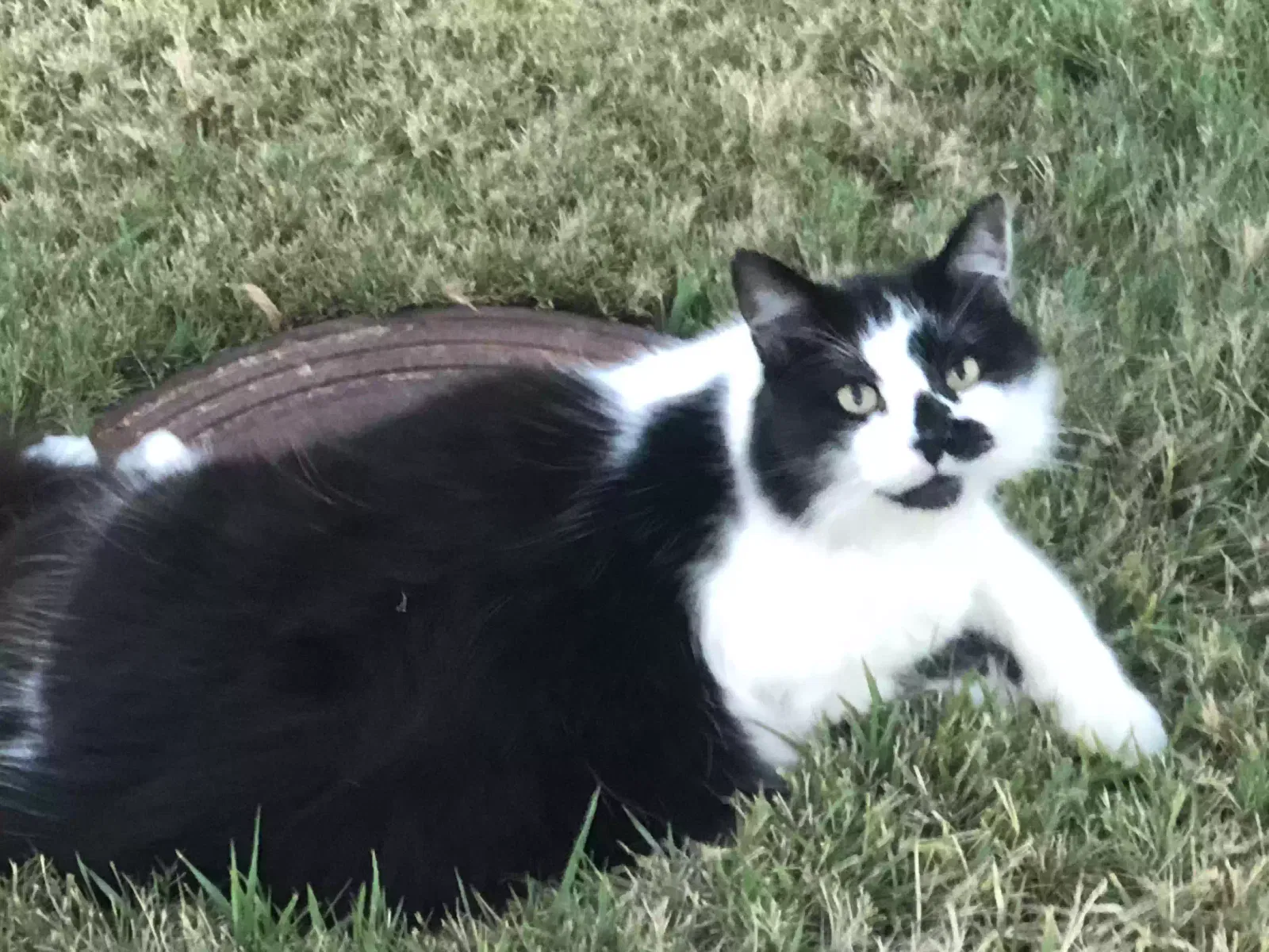 Lost cat in Rockwall, TX, 75087