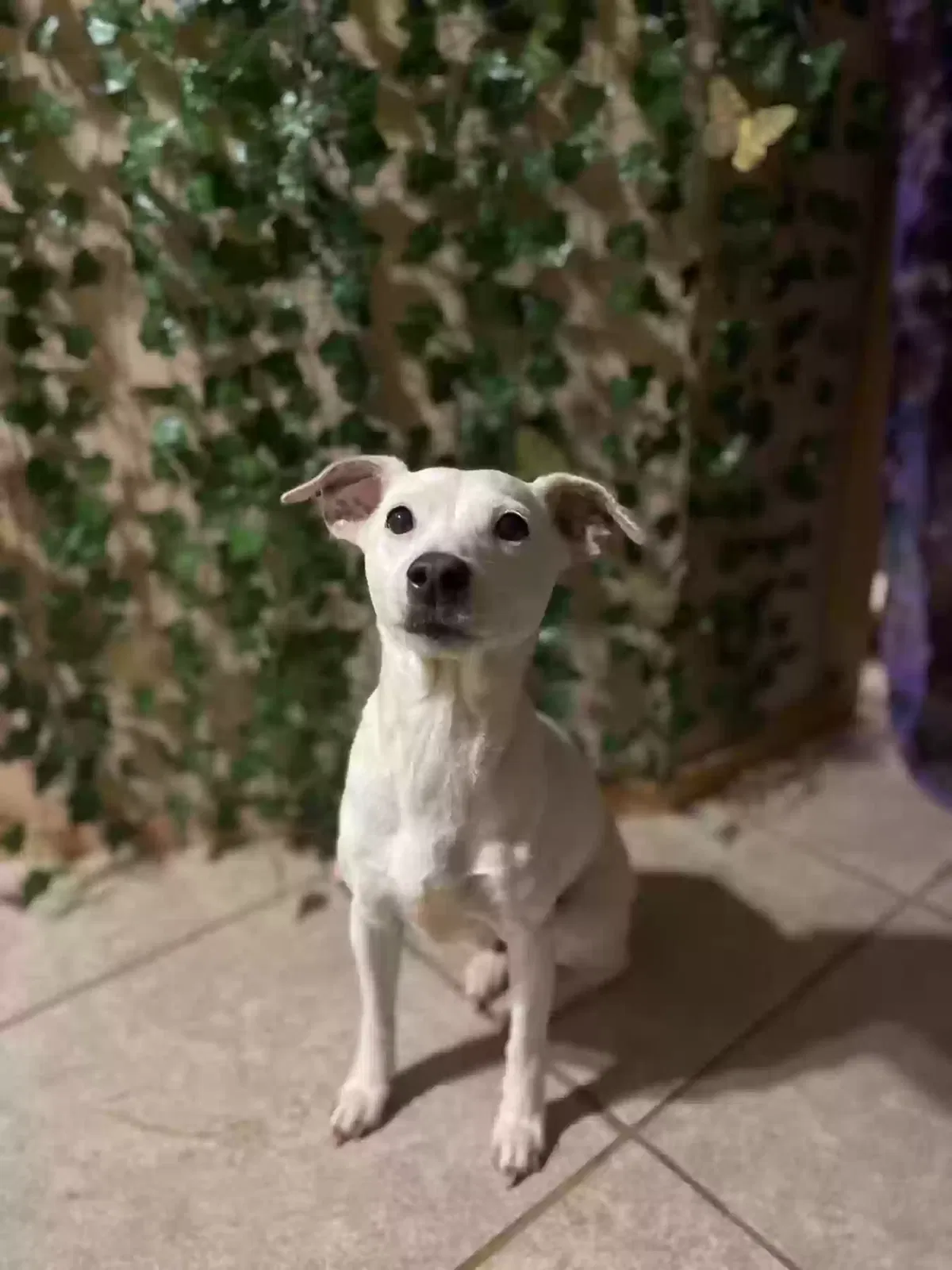 Lost dog in Talking Rock, GA, 30175