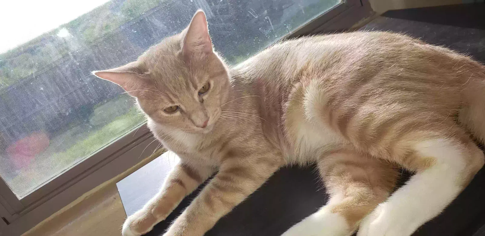 Lost cat in Laredo, TX, 78045