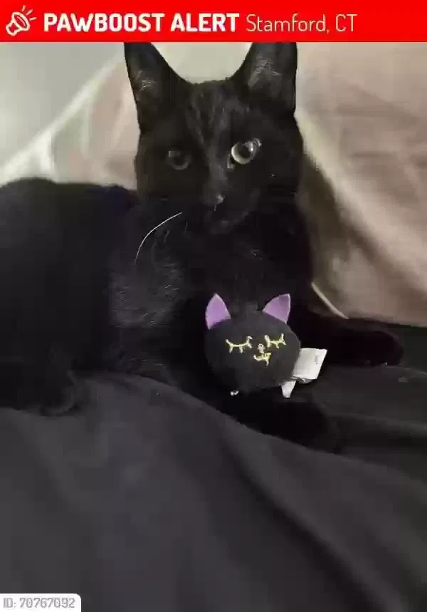Lost cat in Stamford, CT, 6902