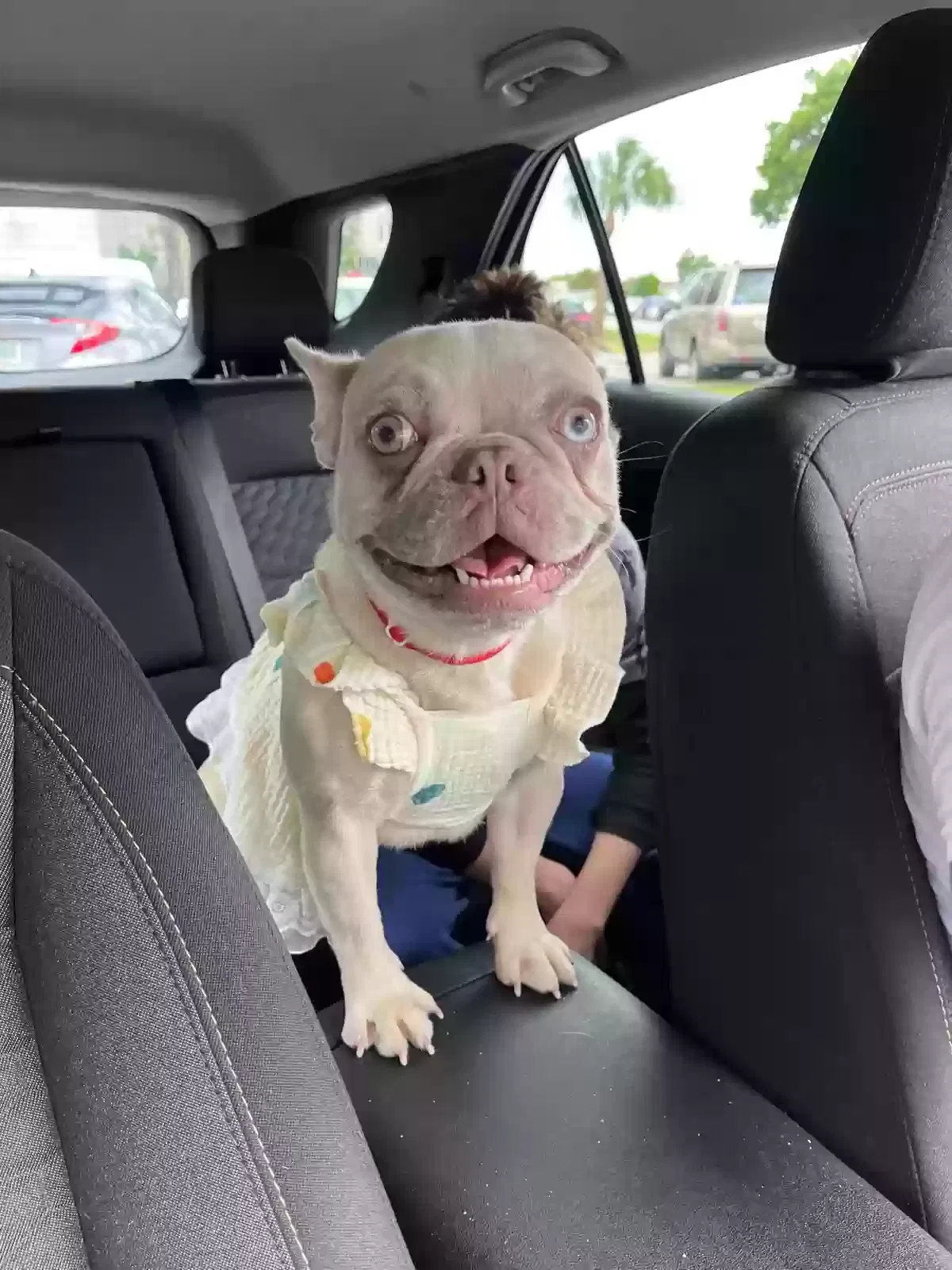 Lost dog in Miami, FL, 33177