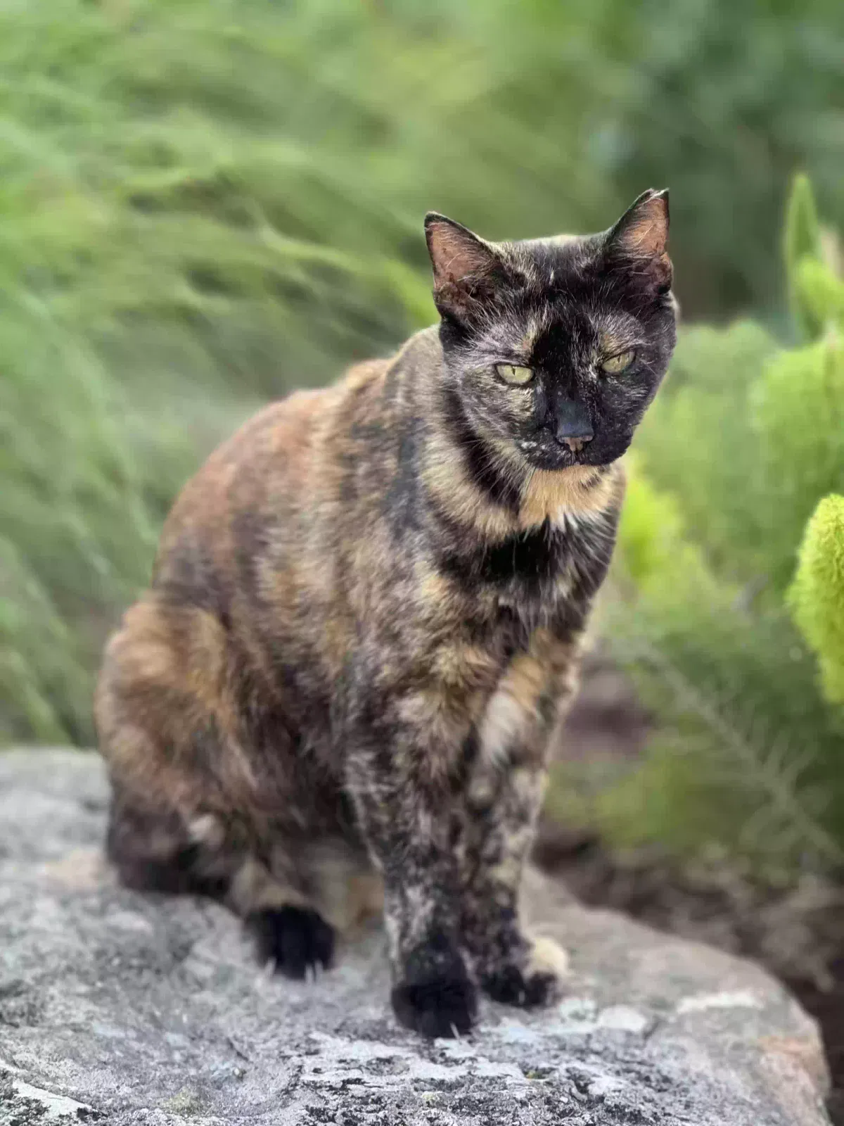 Lost cat in Pompano Beach, FL, 33067