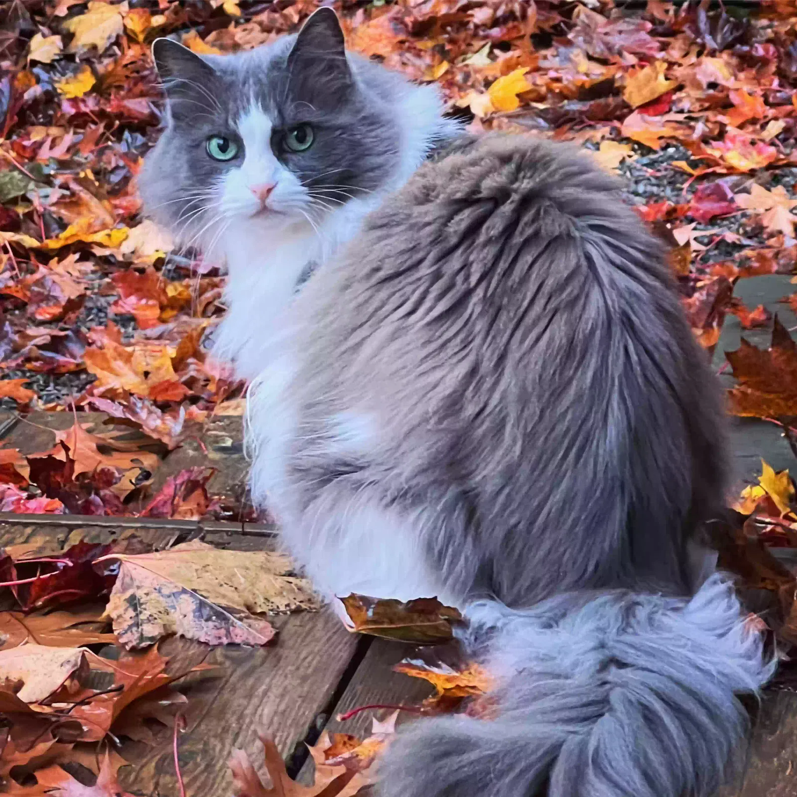 Lost cat in Portland, OR, 97223