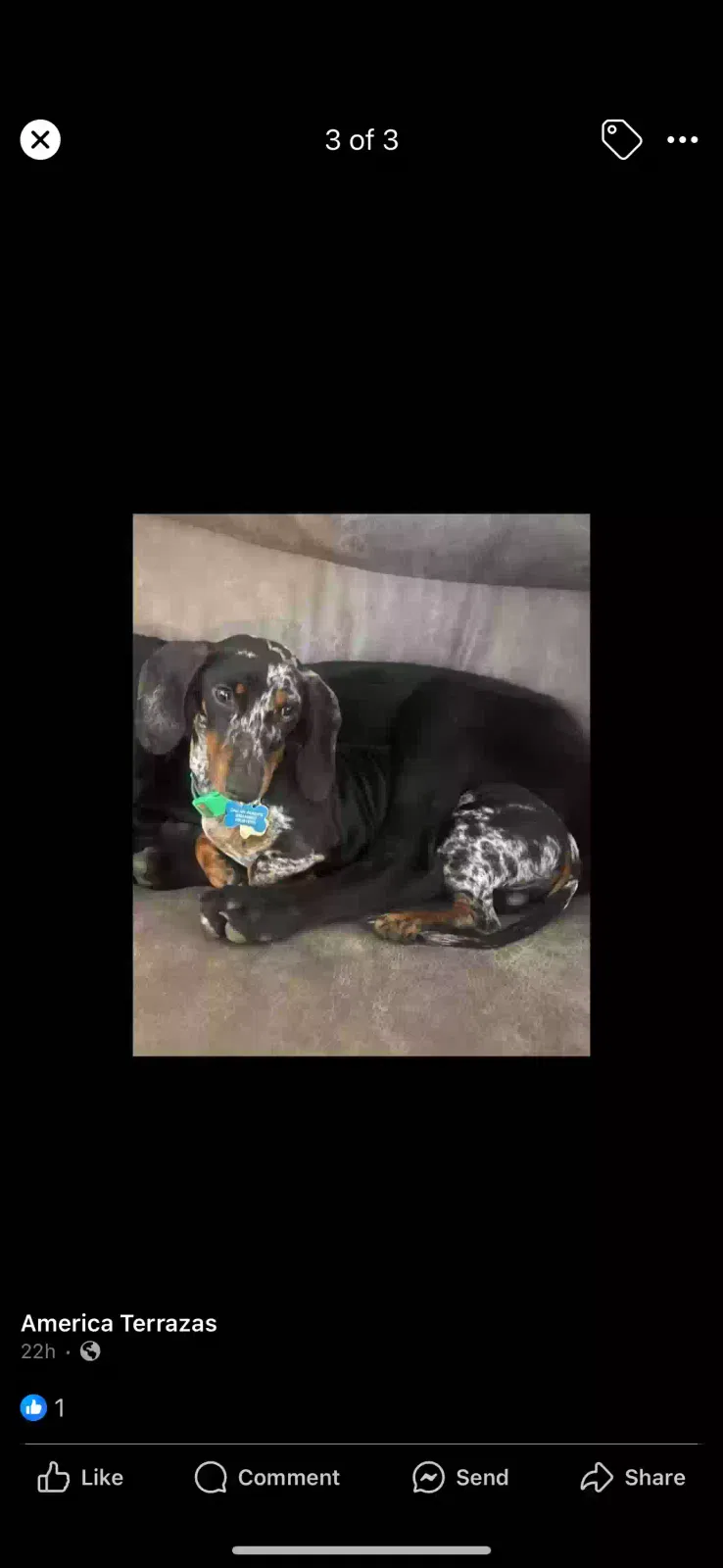 Lost dog in New Braunfels, TX, 78132